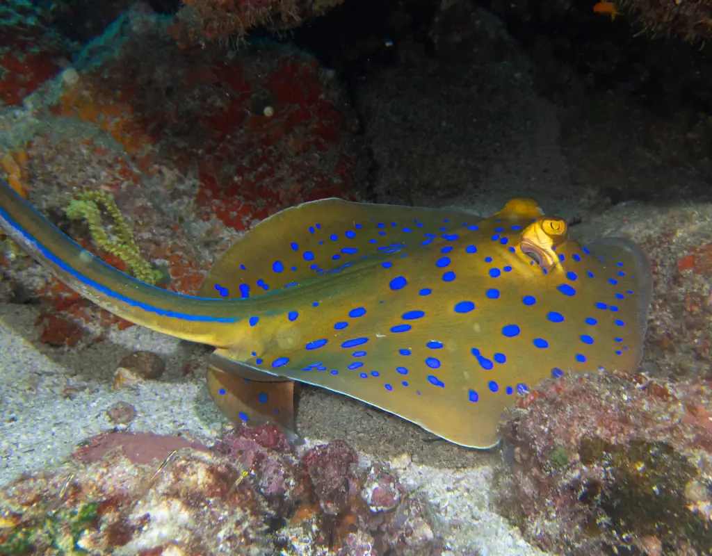 Que faire Sumatra : Plongée sous marine